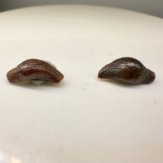 Heterodontus polydictyos - Extinct Bullhead Shark - Kazakhstan - Front