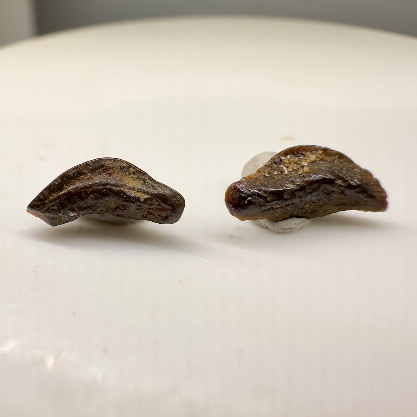 Heterodontus polydictyos - Extinct Bullhead Shark - Kazakhstan - Back