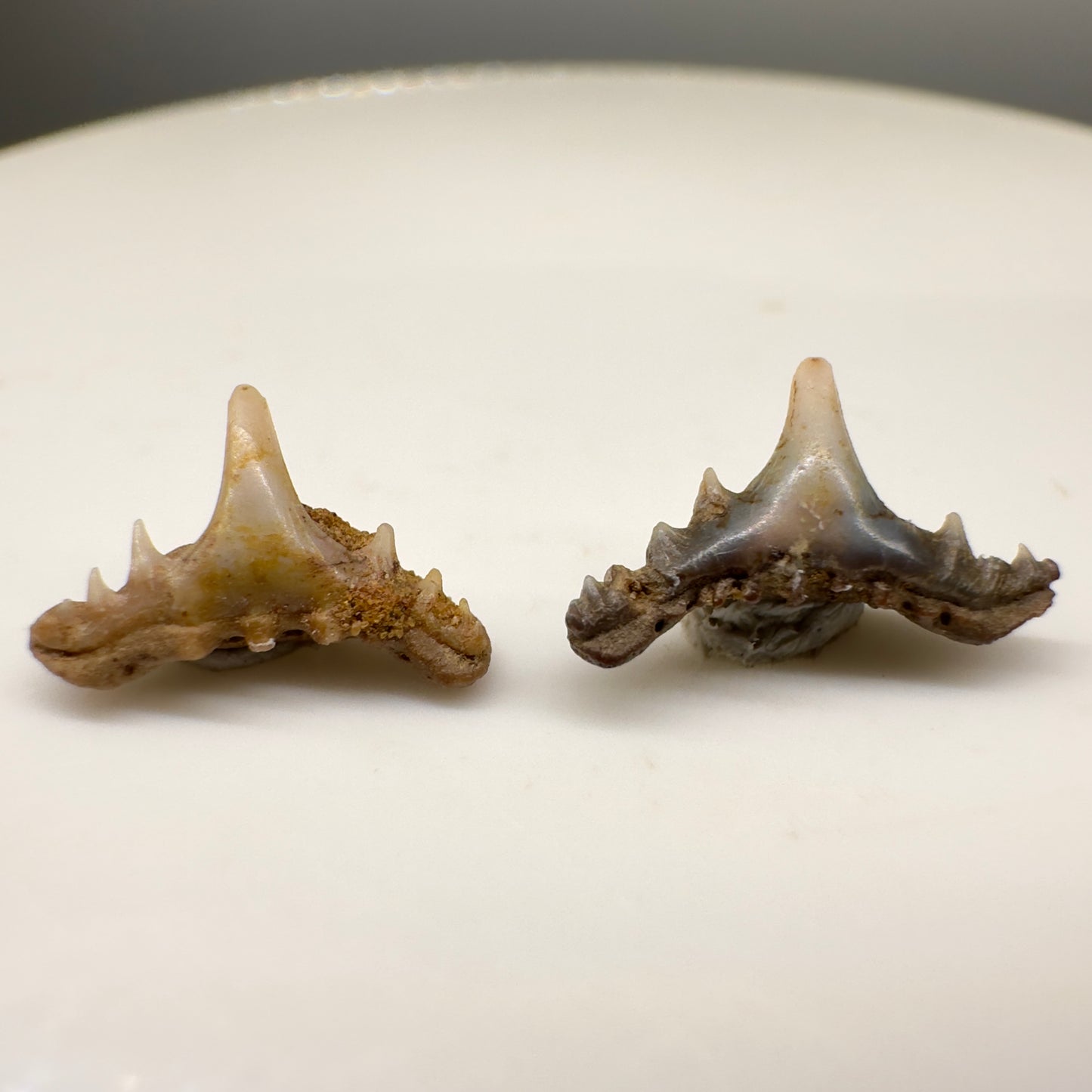 Synechodus lerichei - Kazakhstan - Back