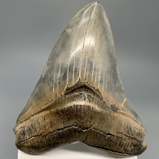 Exquisite, colorful 3.78" Chubutensis Shark Tooth from South Carolina CM5089 - Front
