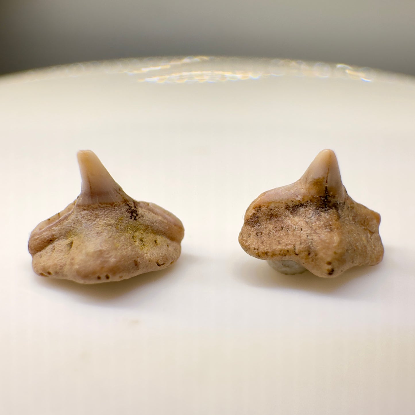 Cretorectolobus olsoni - Extinct Carpet Shark - Kazakhstan - Front