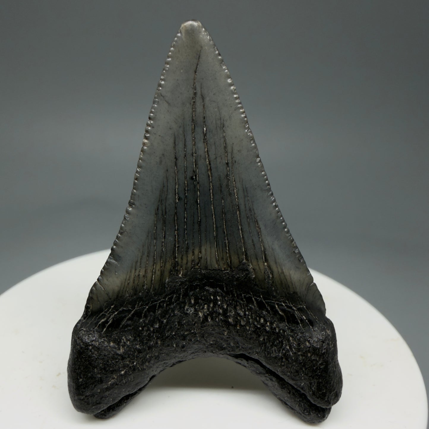 Back View 1.99" Colorful Fossil Megalodon Tooth – South Carolina River Find | Authentic Megalodon Tooth CM5797