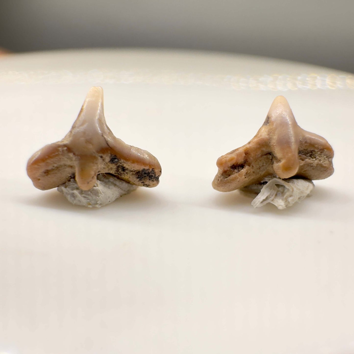 Cretorectolobus olsoni - Extinct Carpet Shark - Kazakhstan - Back