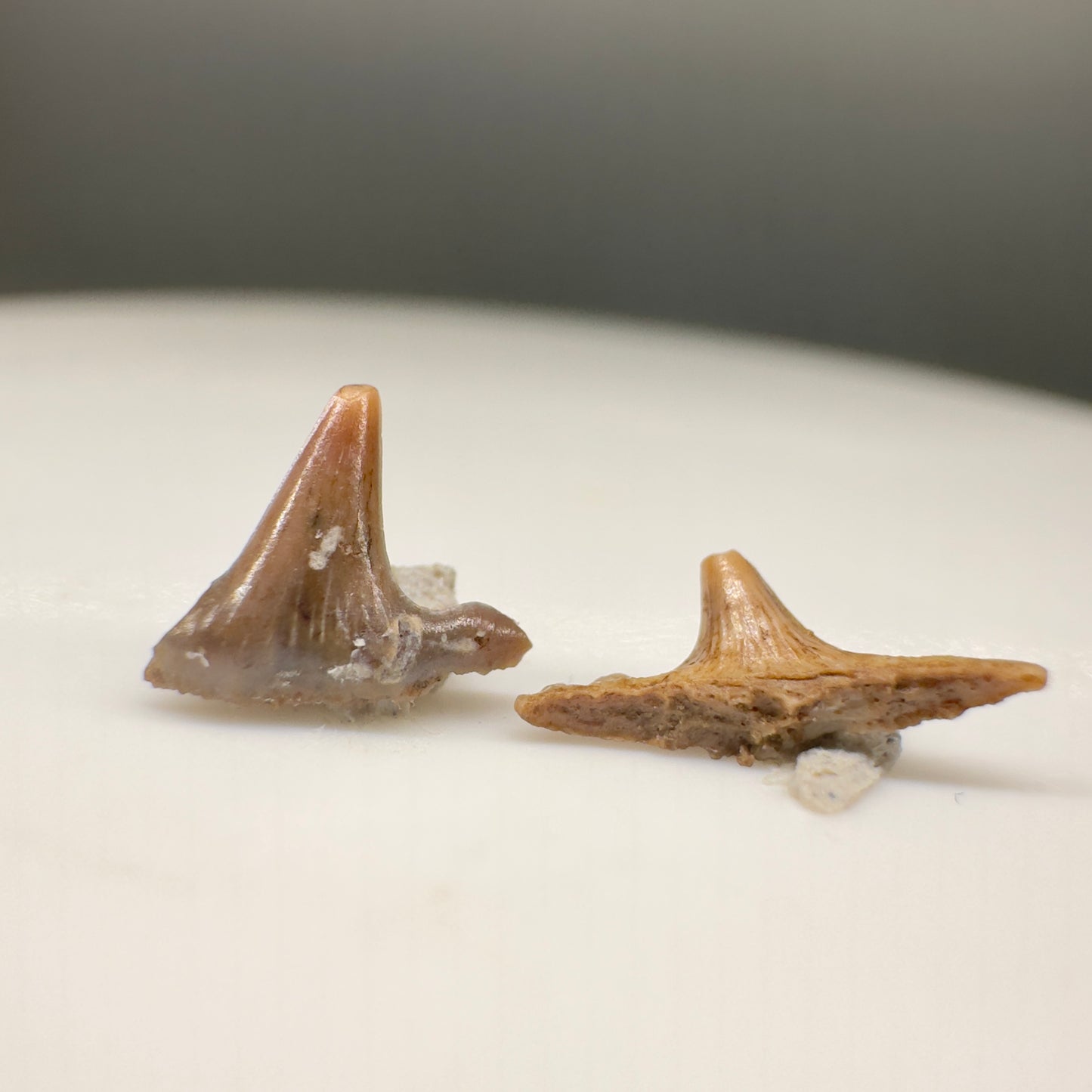 Hybodus basanus - Extinct Hybodont Shark - Kazakhstan