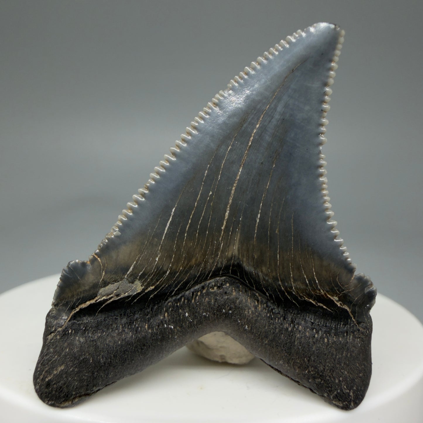 Back View 1.73" Serrated Fossil Carcharocles angustidens Shark Tooth from South Carolina - Spectacular AN451