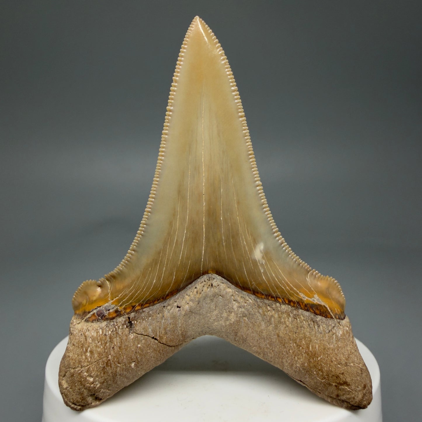 Back View 2.75" Fossil Carcharocles angustidens Shark Tooth from Summerville, South Carolina AN458