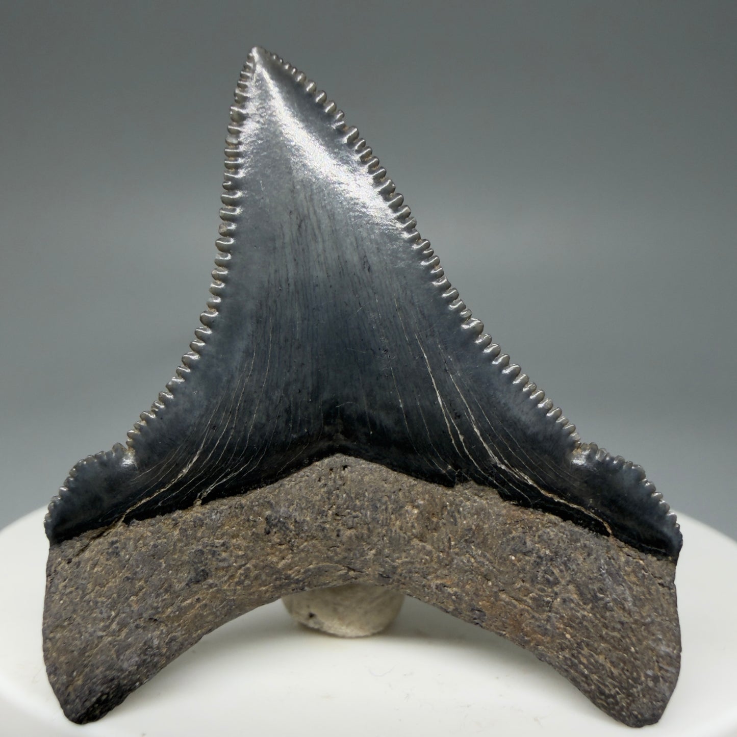 Back View 1.70" Serrated Fossil Carcharocles angustidens Shark Tooth from South Carolina - Spectacular AN450