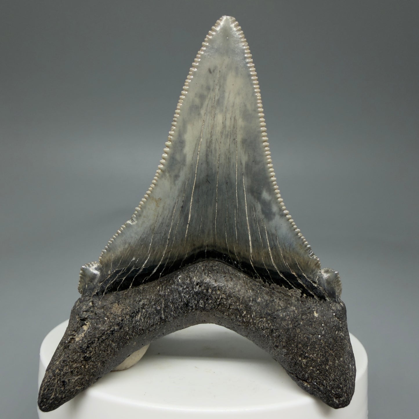Back View 2.69" Serrated Fossil Carcharocles angustidens Shark Tooth from South Carolina - Spectacular AN455