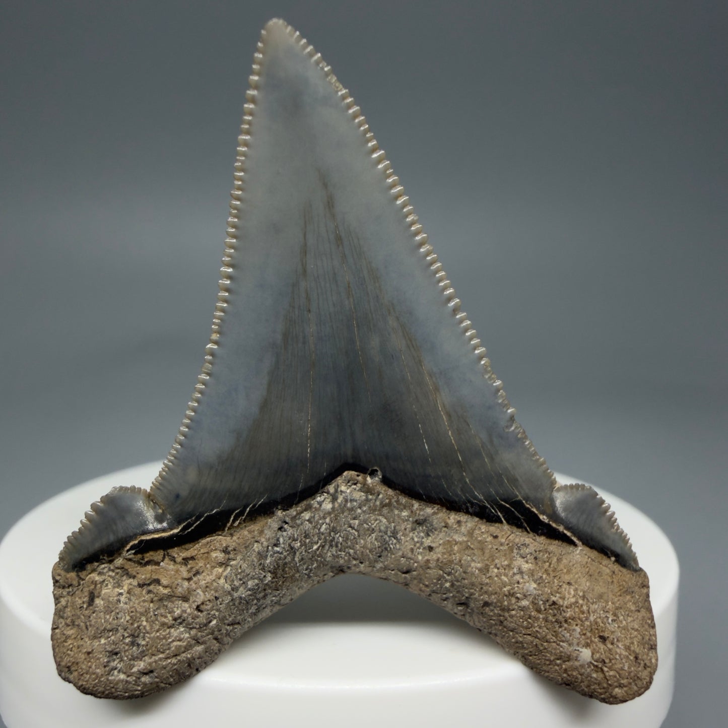 Back View Spectacular 1.96" Serrated Fossil Carcharocles angustidens Shark Tooth - South Carolina AN452