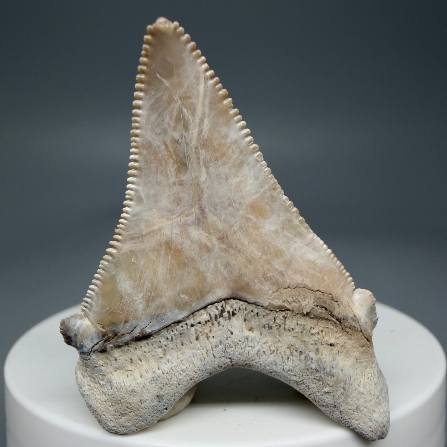 Back View 1.86" Fossil Carcharocles angustidens Shark Tooth from Summerville, South Carolina AN457