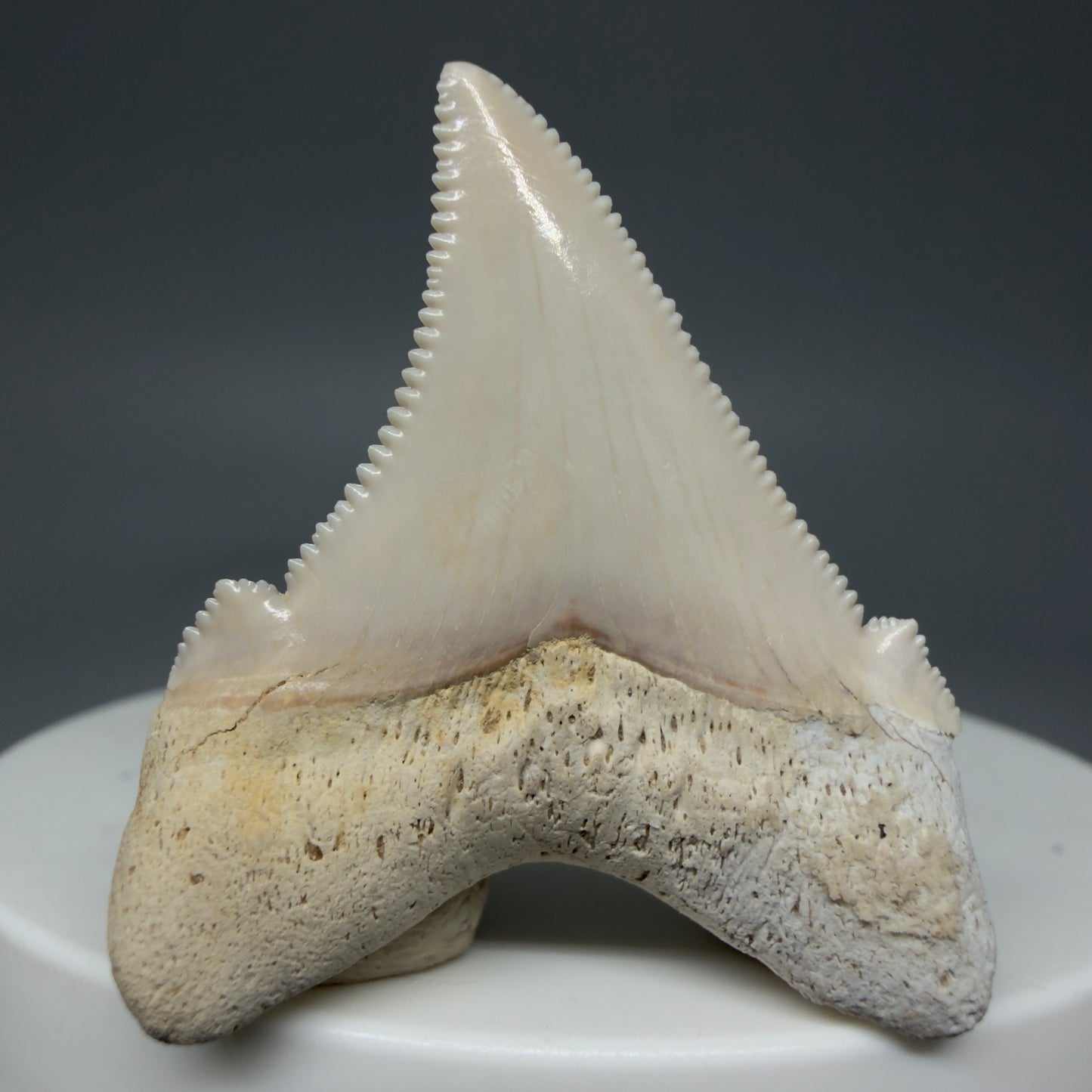 Back View 1.49" Fossil Carcharocles angustidens Shark Tooth from Summerville, South Carolina AN456