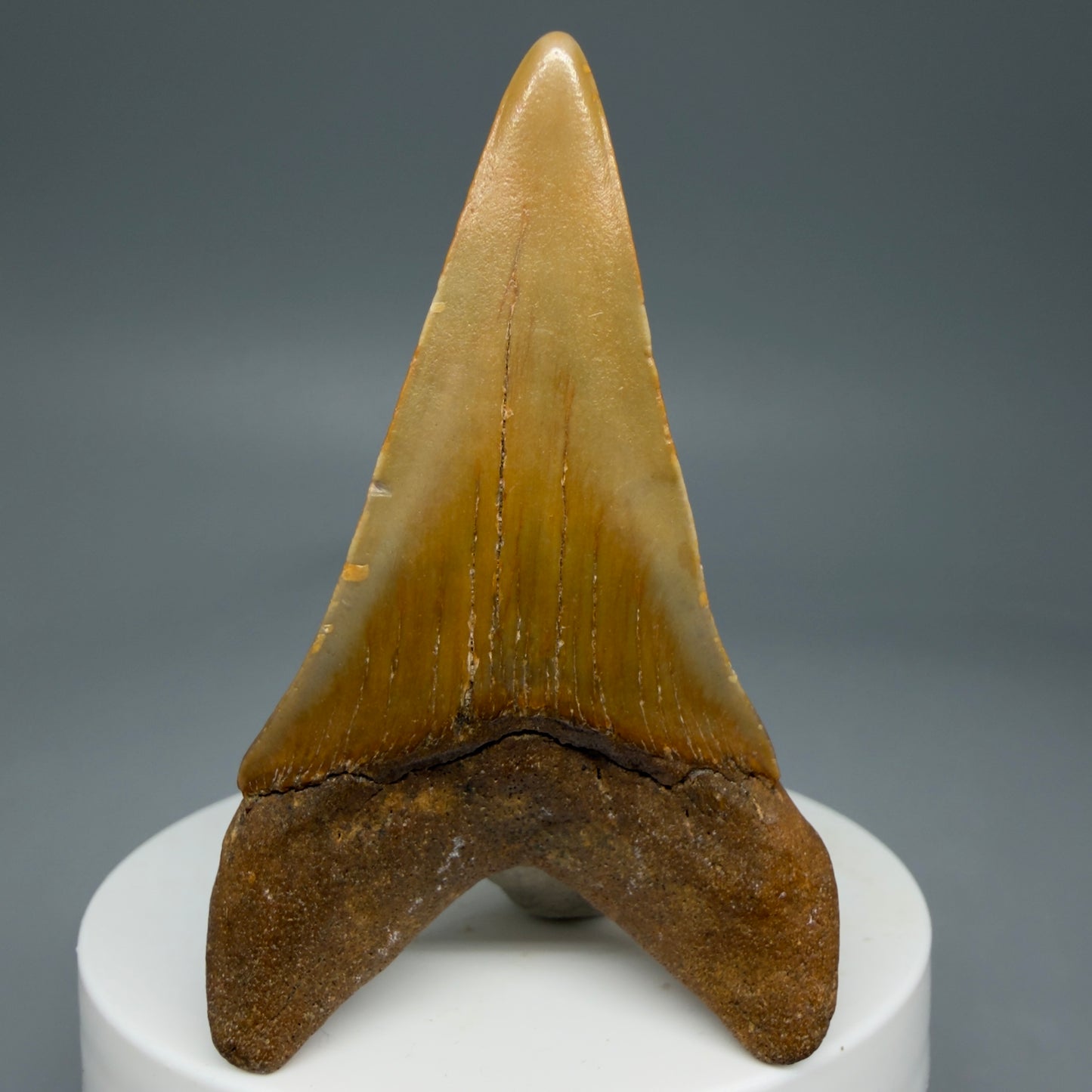 Back View Lower 2.58" Fossil Extinct Mako - Isurus hastalis Shark Tooth from Wilmington, NC - Large M604