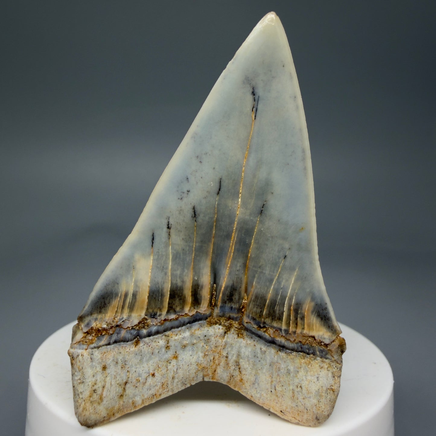 Bavk View 2.48" Fossil Extinct Mako - Isurus hastalis Shark Tooth from Ica, Peru - Outstanding!! M603