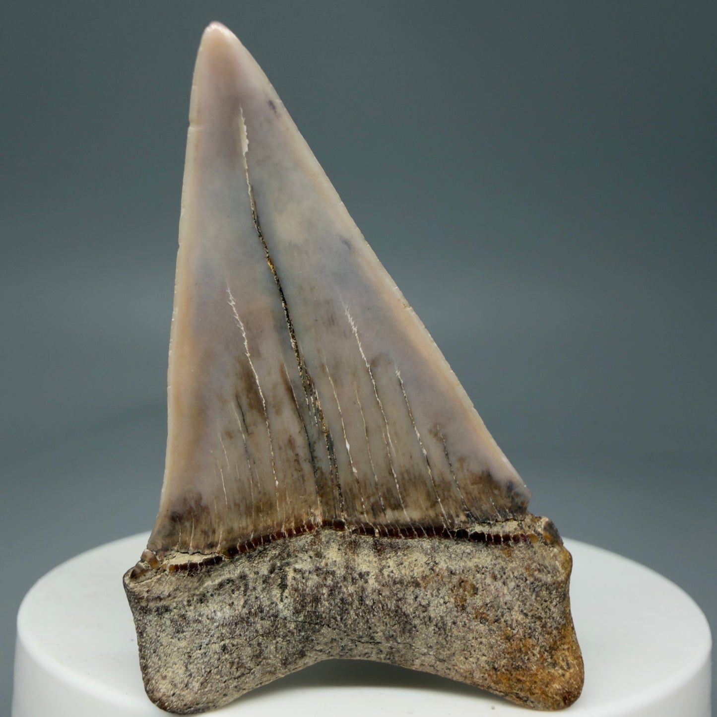 Back View 2.03" Fossil Extinct Mako - Isurus hastalis Shark Tooth - Bakersfield, CA - Colorful M600