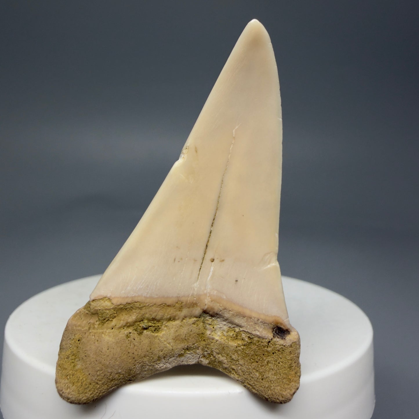 Back View 2.10" Fossil Extinct Mako - Isurus hastalis Shark Tooth - Bakersfield, CA - Colorful M599