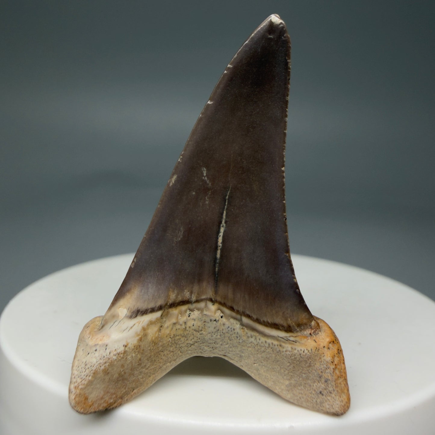 Back View 1.68" Fossil Extinct Mako - Isurus hastalis Shark Tooth from Ica, Peru M595