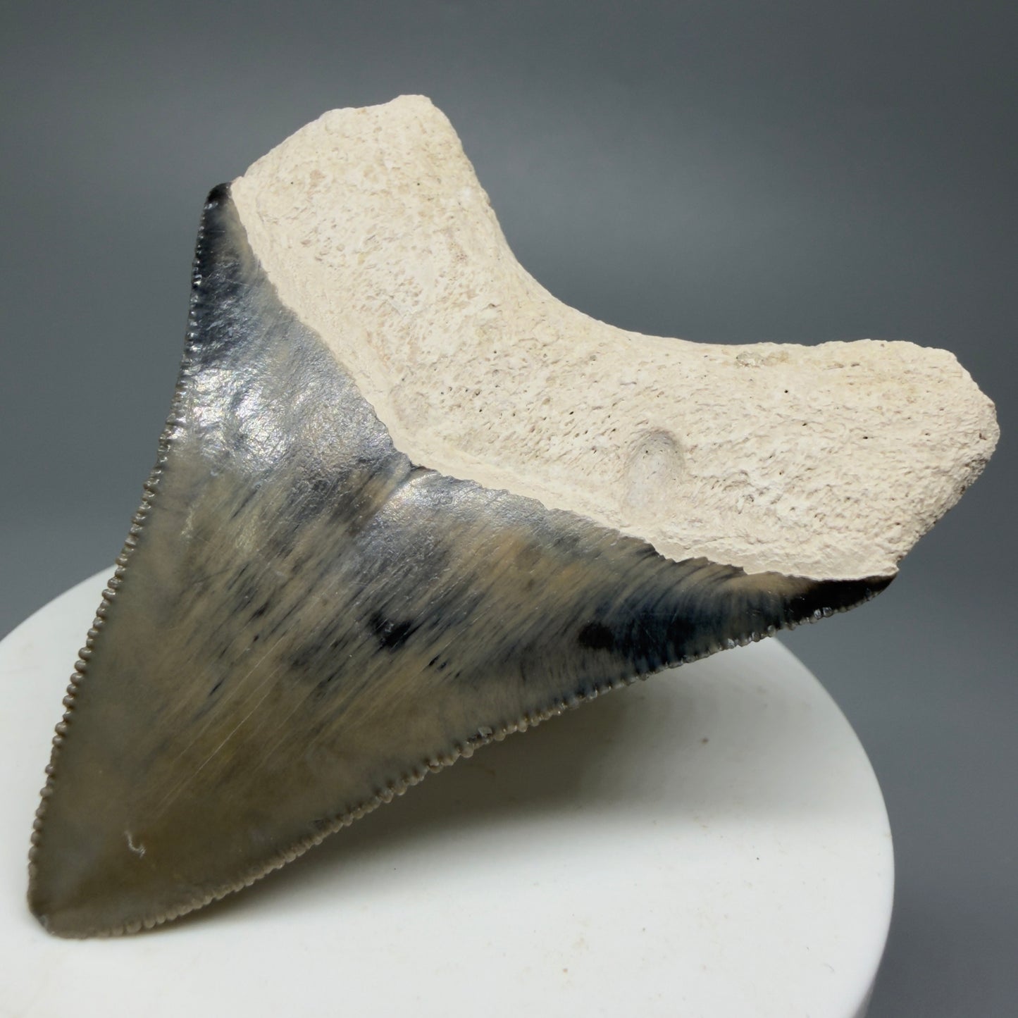 Gorgeous Colors, sharply serrated 2.61" Fossil Megalodon Shark Tooth - Bone Valley, Florida CM5333 - Back Right