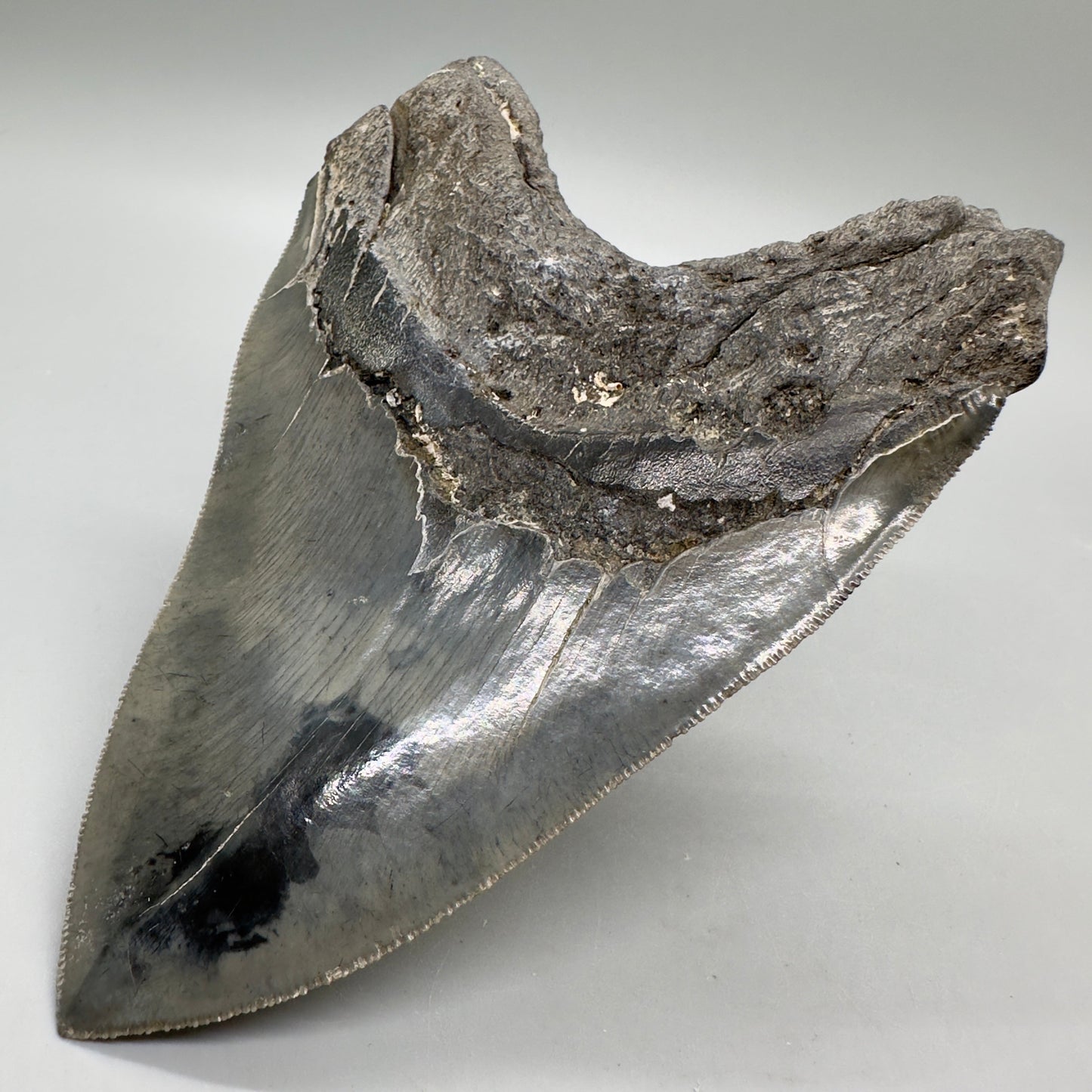 Colorful, sharply serrated 5.24" Fossil Megalodon Tooth - South Carolina MJ164 - Back Right