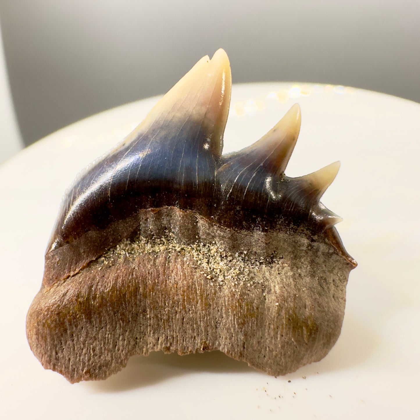 Upper deformed tip 1.03" long Fossil Hexanchus gigas - Sixgill Cow Shark tooth from Sacaco, Peru R541 - Back