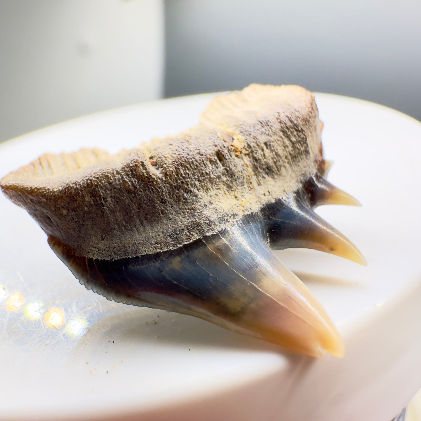 Upper deformed tip 1.03" long Fossil Hexanchus gigas - Sixgill Cow Shark tooth from Sacaco, Peru R541 - Front left