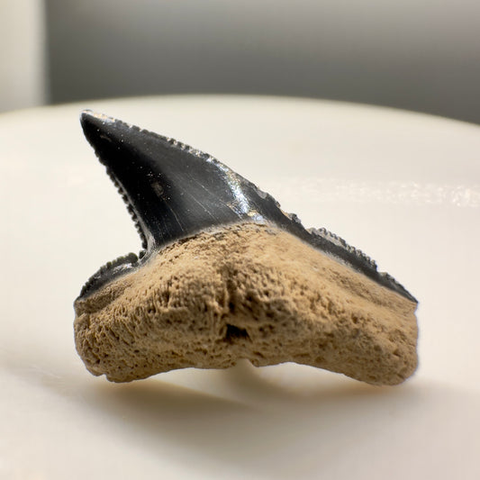 Rare 0.63" Fossil Sphyrna mokarran Tooth from Sarasota, FL R538 - Front