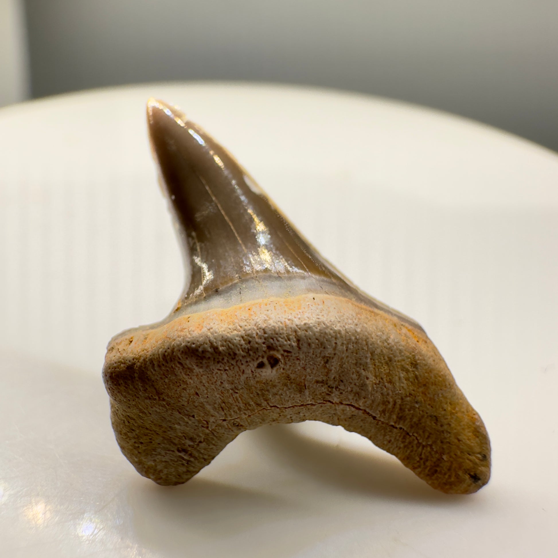0.88" Fossil Cretoxyrhina mantelli - Extinct Ginsu Shark Tooth from Tarrant County, TX - Rare Specimen R533 - Front