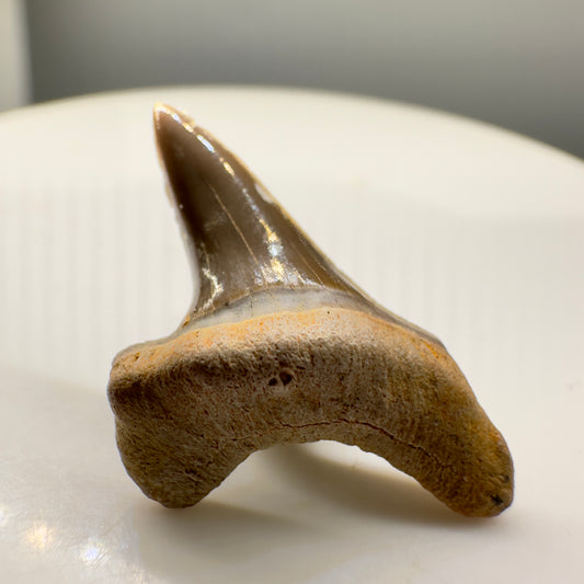 0.88" Fossil Cretoxyrhina mantelli - Extinct Ginsu Shark Tooth from Tarrant County, TX - Rare Specimen R533 - Front