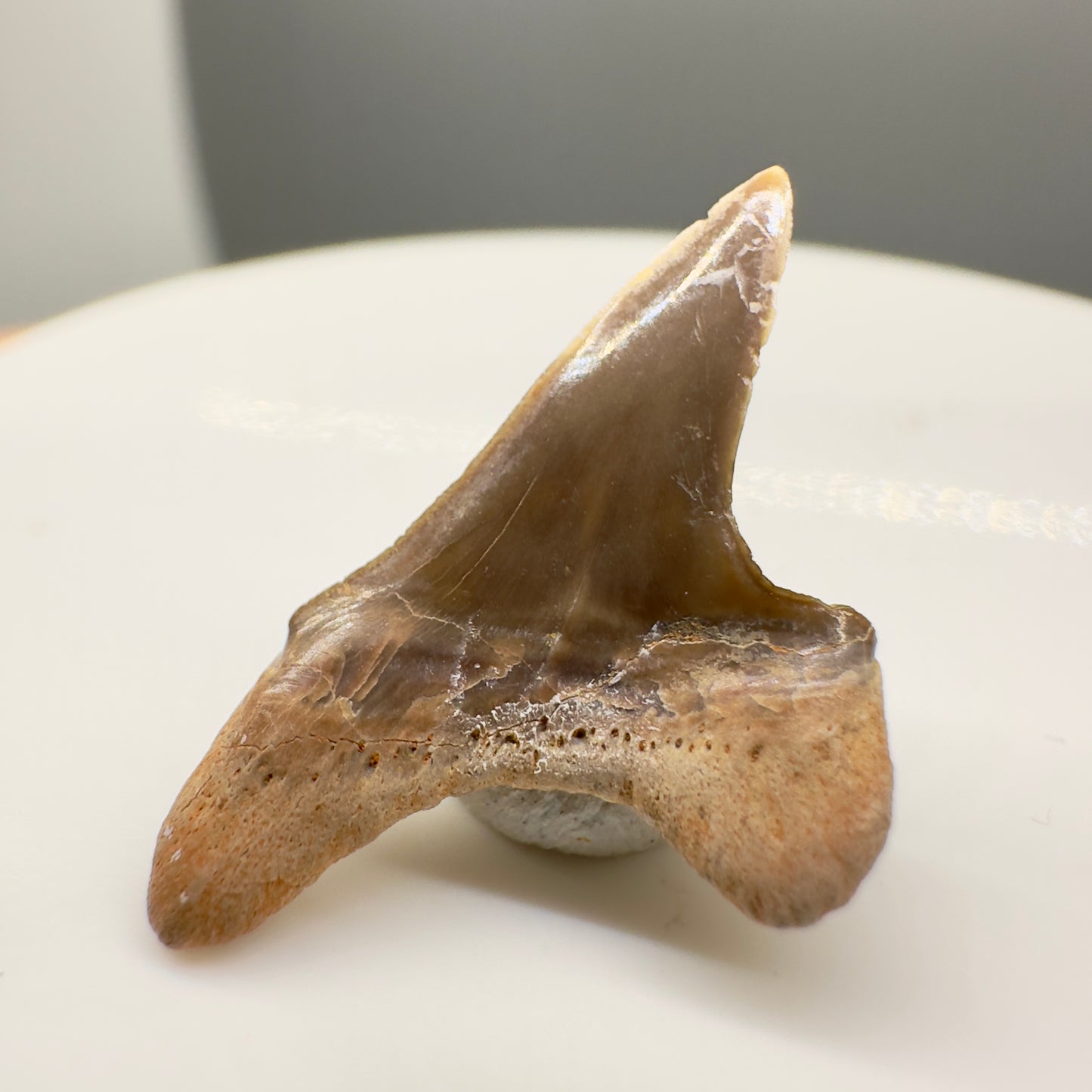 0.88" Fossil Cretoxyrhina mantelli - Extinct Ginsu Shark Tooth from Tarrant County, TX - Rare Specimen R533 - Back