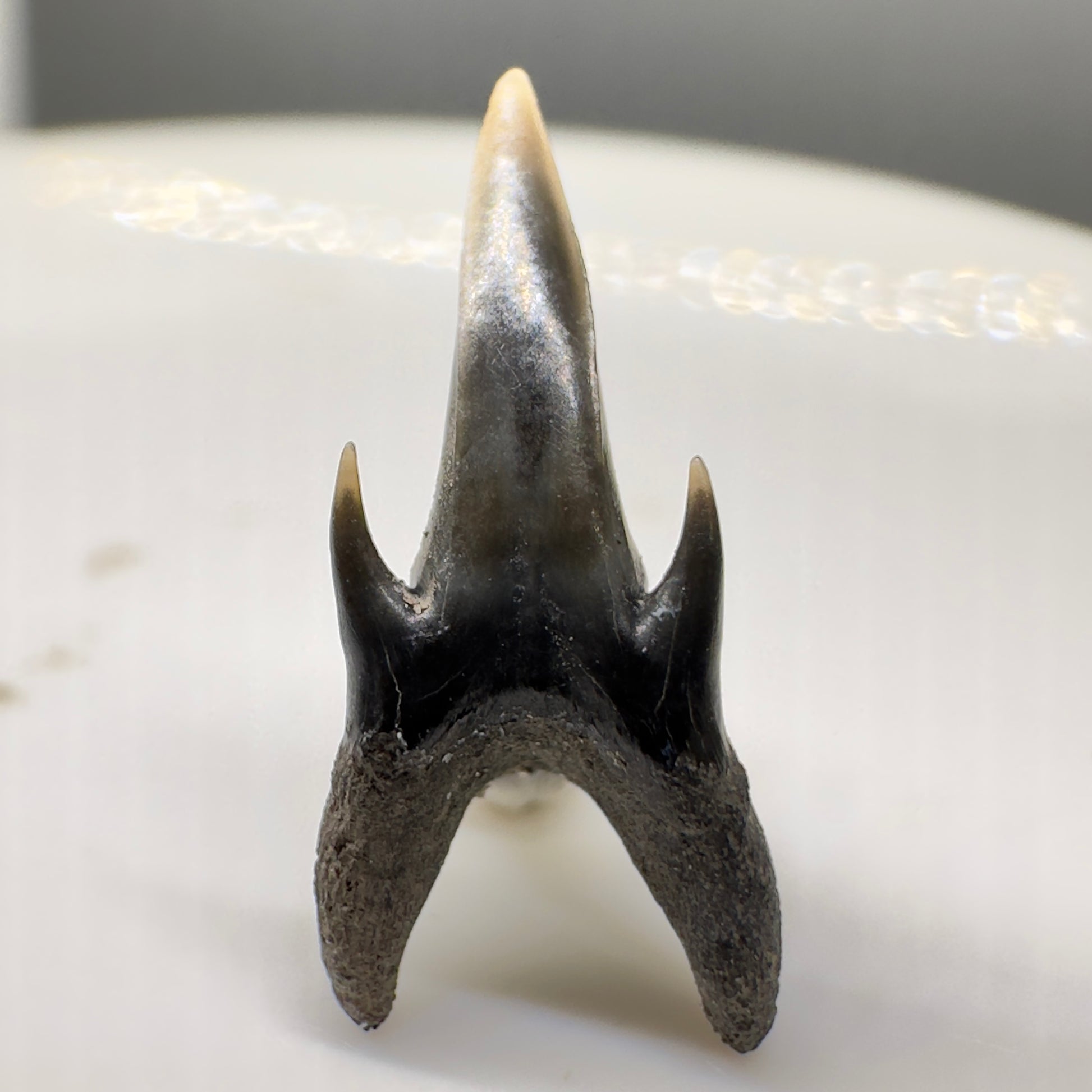 0.59" Fossil Extinct Sand Tiger Shark tooth from Stafford Co., Va - Very rare R535 - Back
