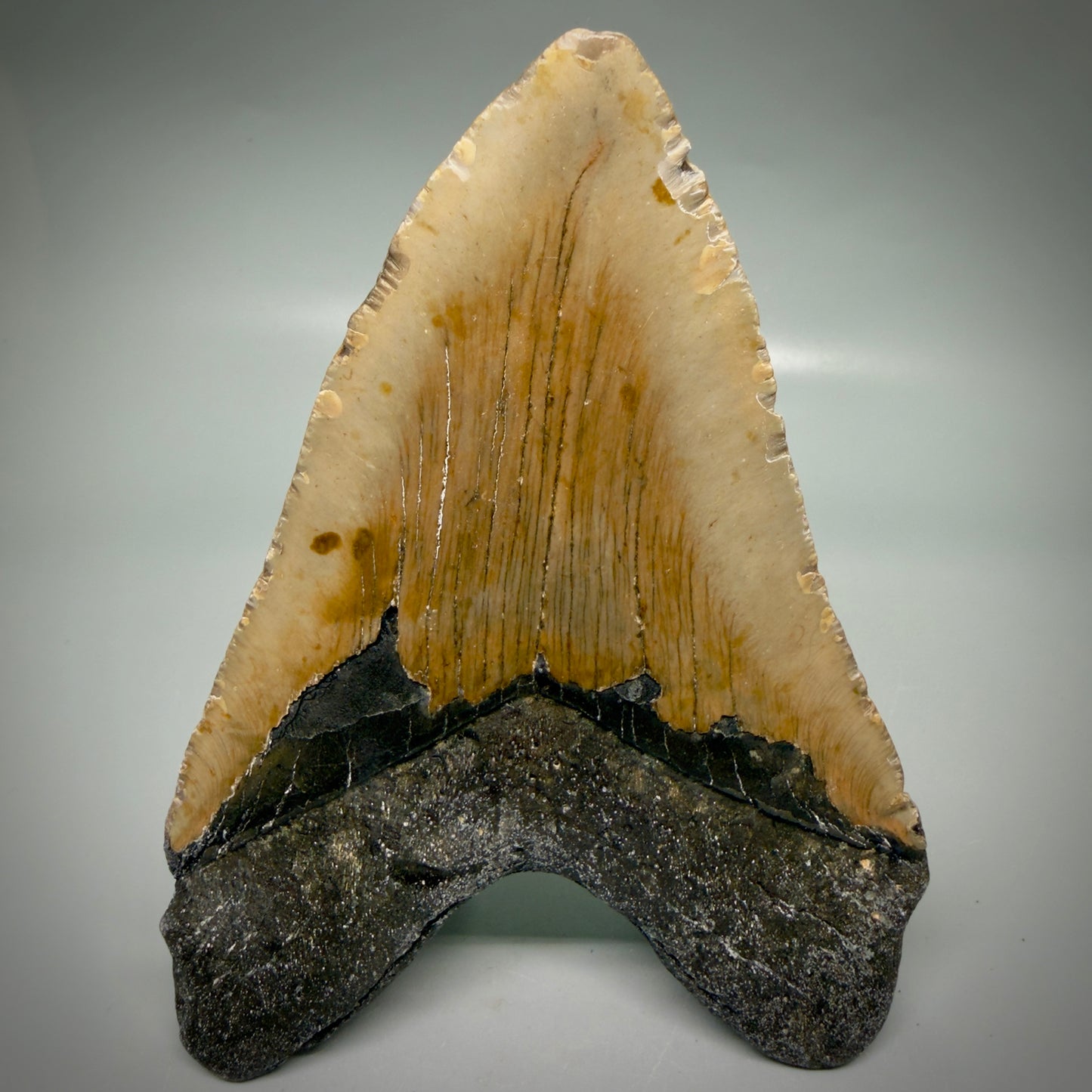 Back View Colorful 5.21" Authentic Megalodon Tooth – North Carolina Fossil | Carcharocles megalodon CM6162