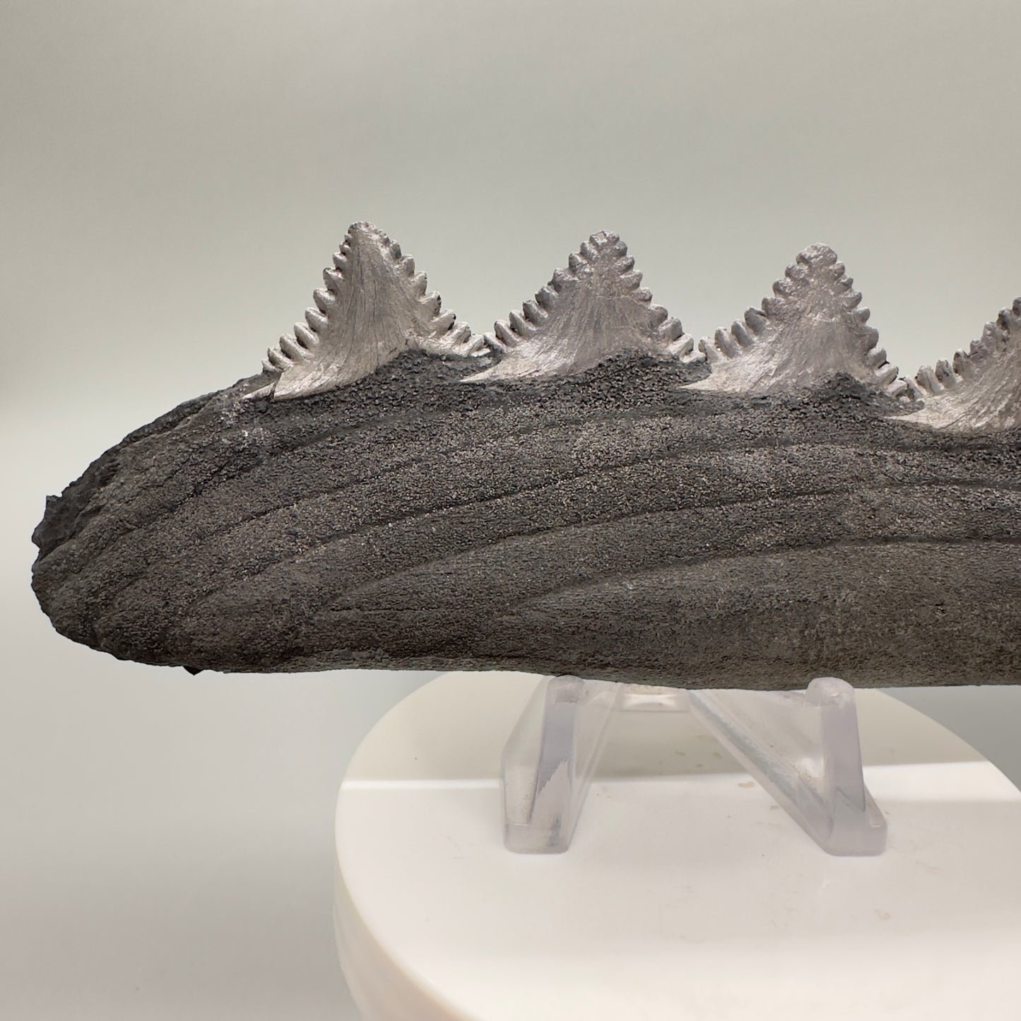 6.60" Extinct Eugeneodont - Edestus heinrichi shark tooth, from Sparta, Illinois - Rare Specimen, 300 million years old R542 - Front2