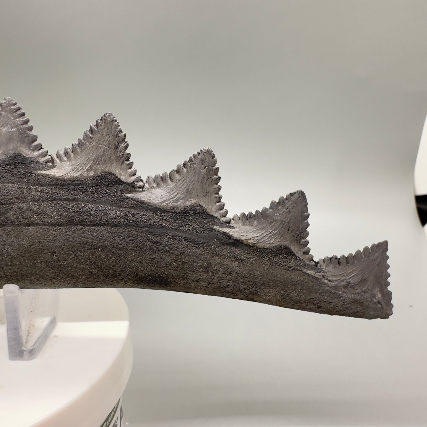 6.60" Extinct Eugeneodont - Edestus heinrichi shark tooth, from Sparta, Illinois - Rare Specimen, 300 million years old R542 - Front3