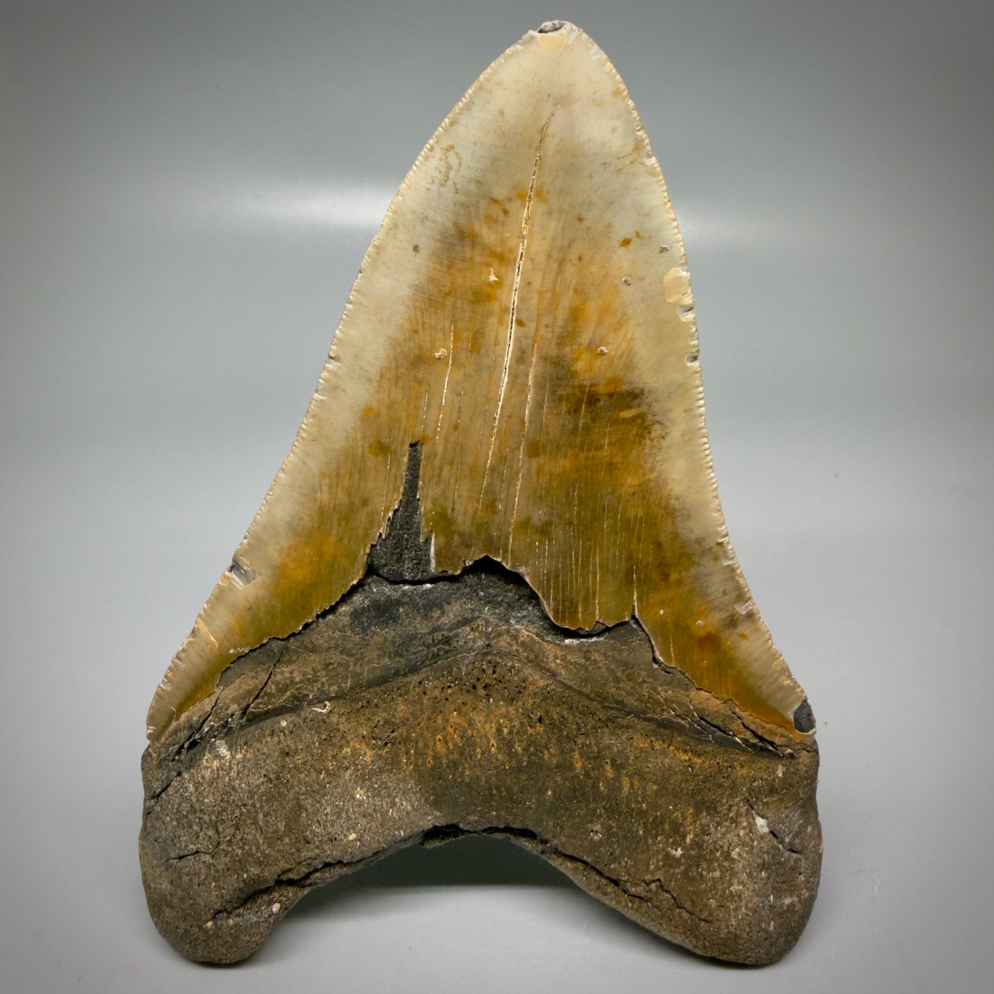 Back View Colorful 5.51" Authentic Megalodon Tooth – North Carolina Fossil | Carcharocles megalodon CM6166