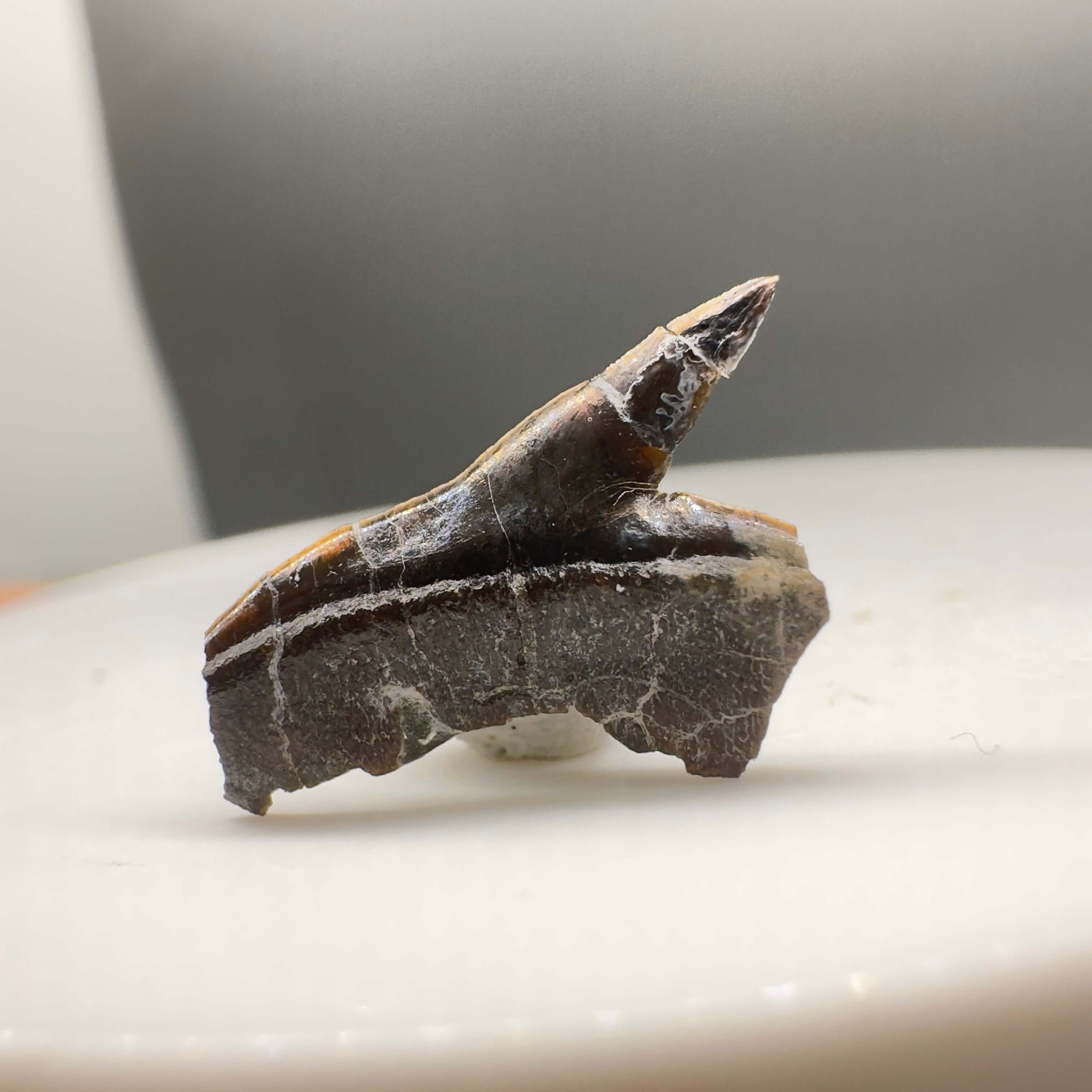 Fossil Extinct Bramble Shark Tooth - Hornby Island, Canada