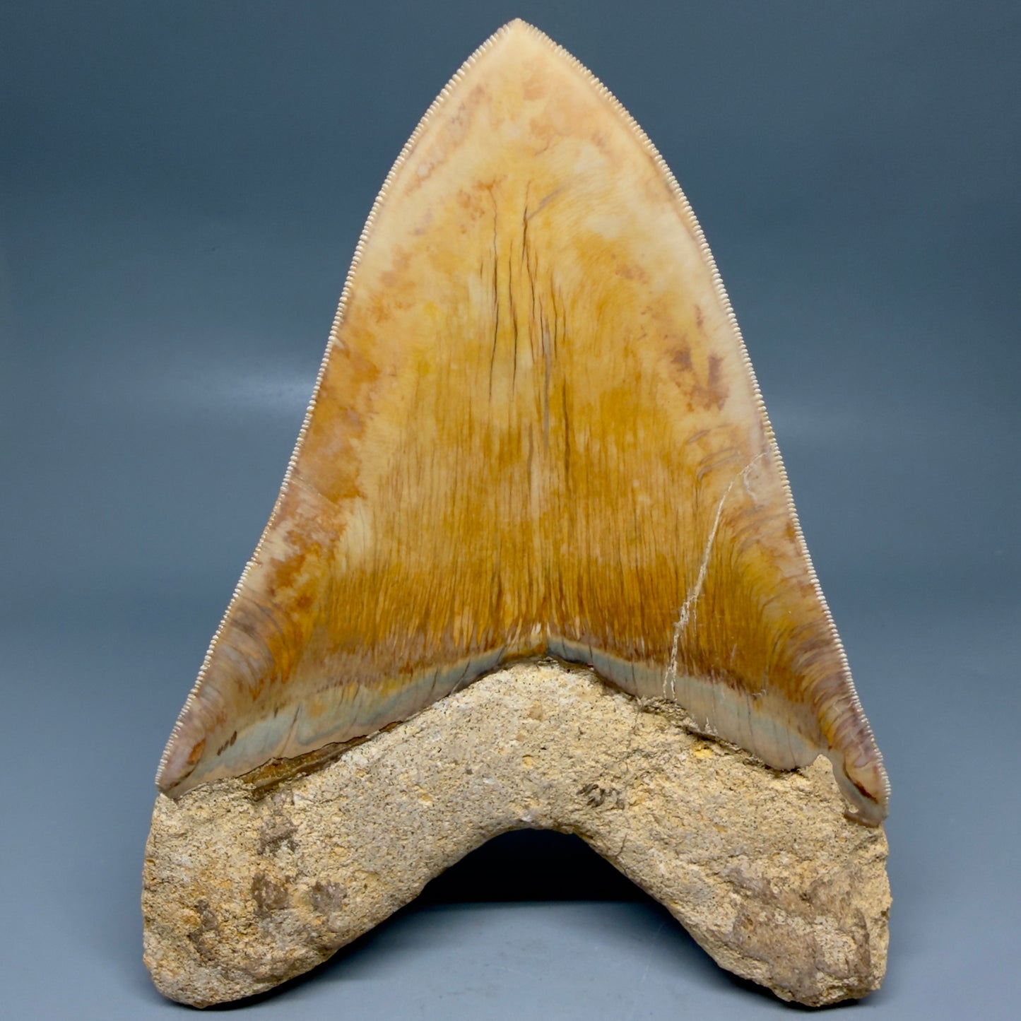 Back View EXTRA LARGE, close to max size, sharply serrated 6.27" Fossil Megalodon Tooth - Indonesia CM6174