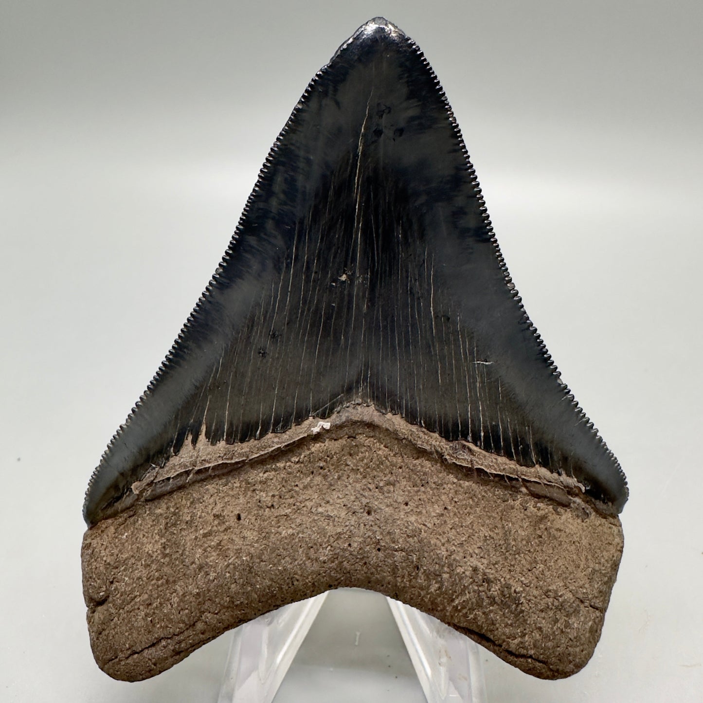Colorful, high quality 3.51" Fossil Megalodon Tooth from Georgia, USA MJ170 - Back