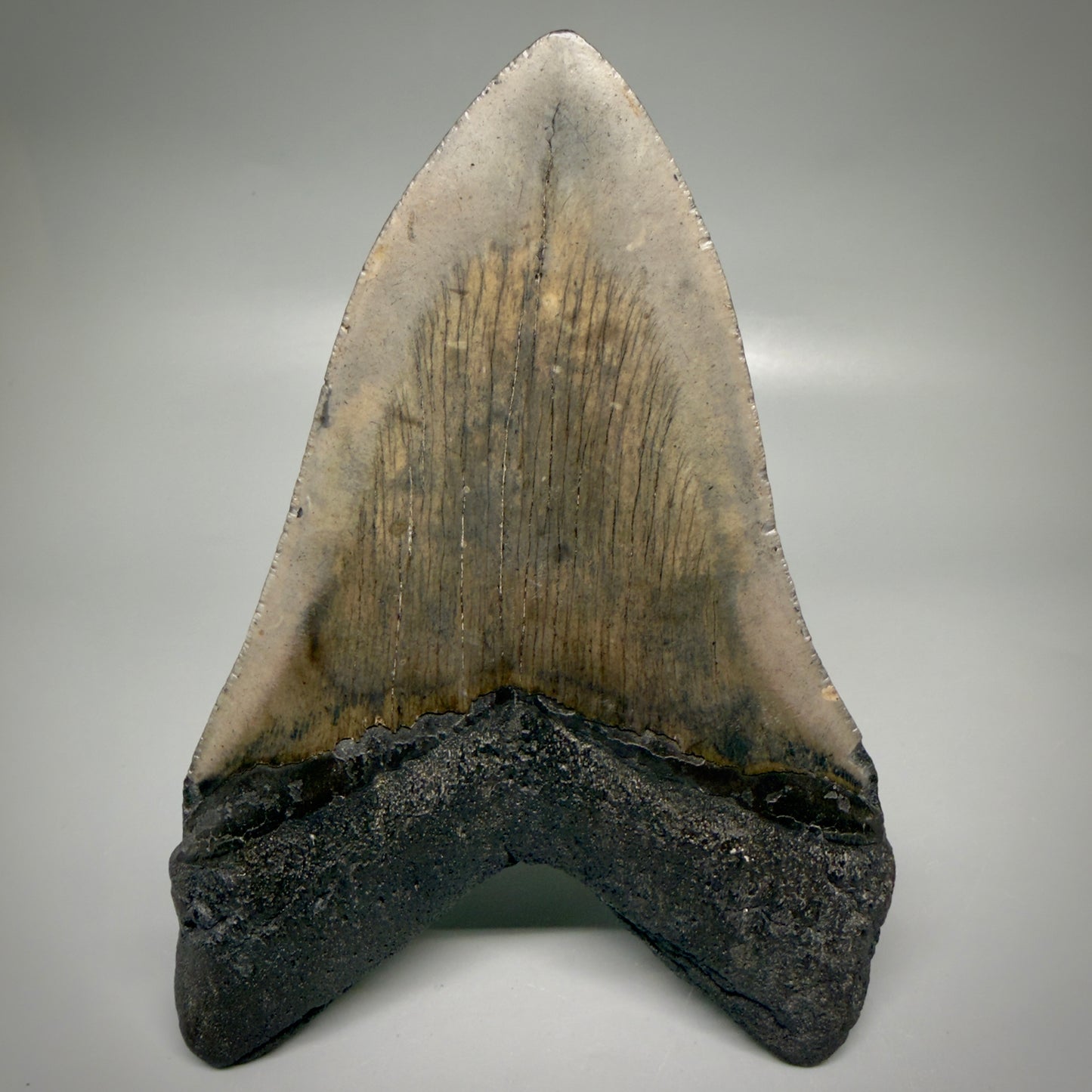 Back View Large, dark colored 6.01" Fossil Monster Megalodon Tooth - South Carolina, USA CM6173