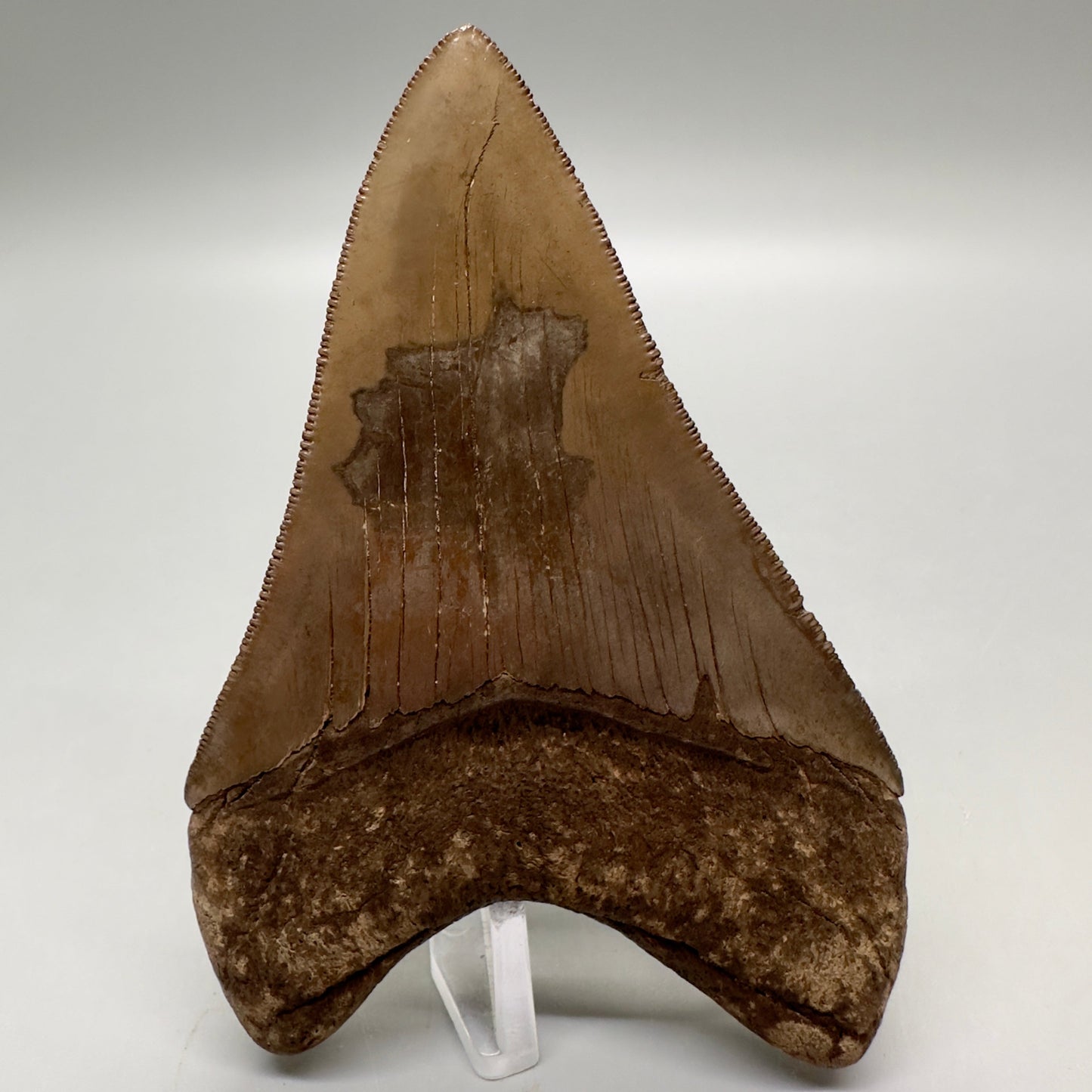 Colorful, high quality Lower 3.75" Fossil Megalodon Tooth from Georgia, USA MJ171 - Back