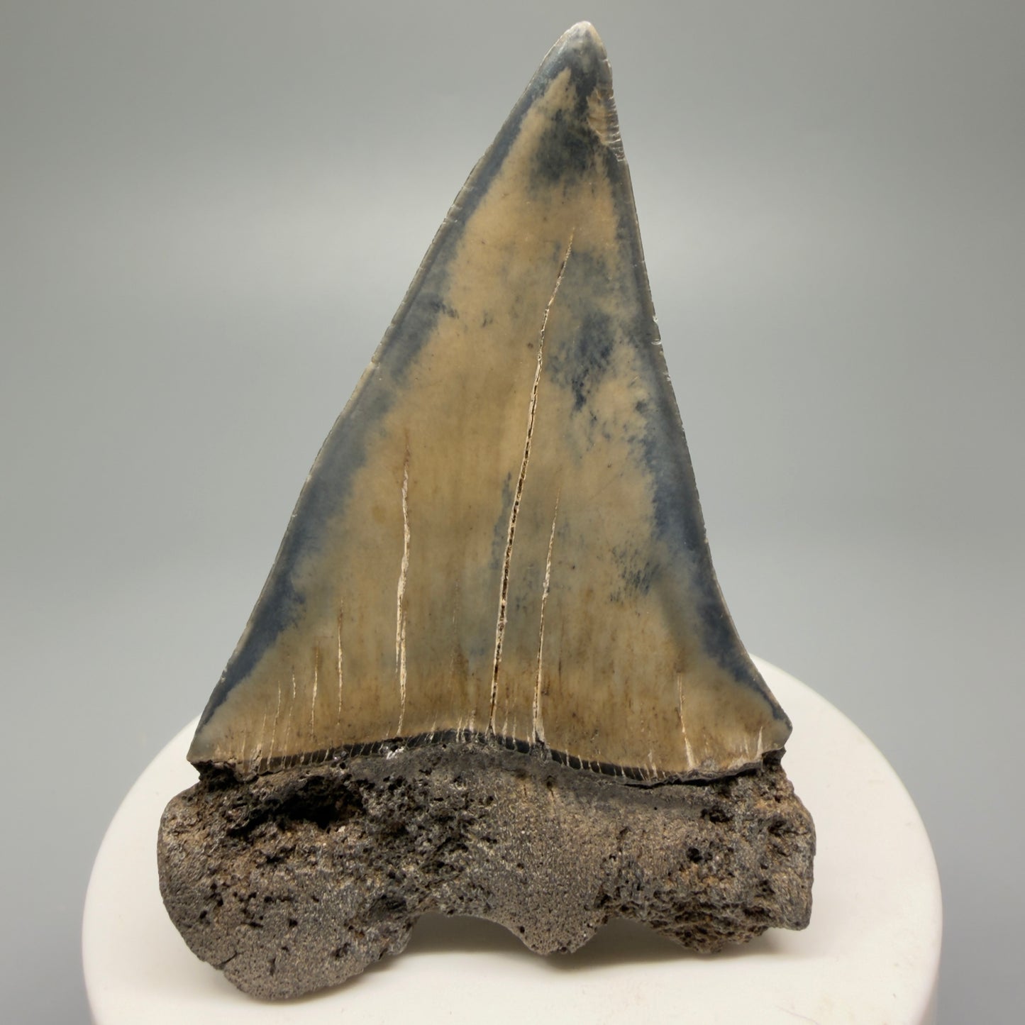 Large 2.84" Fossil Extinct Mako - Isurus hastalis Shark Tooth from Southeast USA M592 - Back