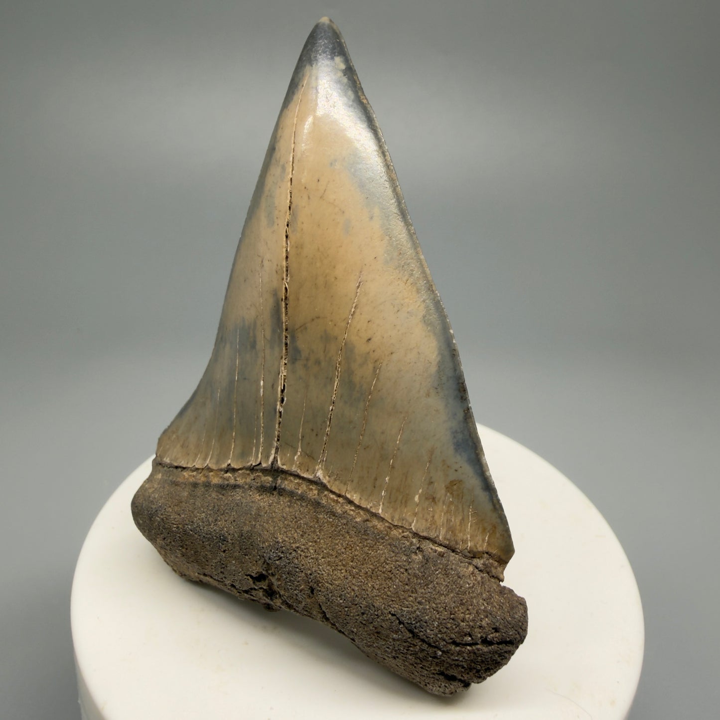 Large 2.84" Fossil Extinct Mako - Isurus hastalis Shark Tooth from Southeast USA M592 - Front Right