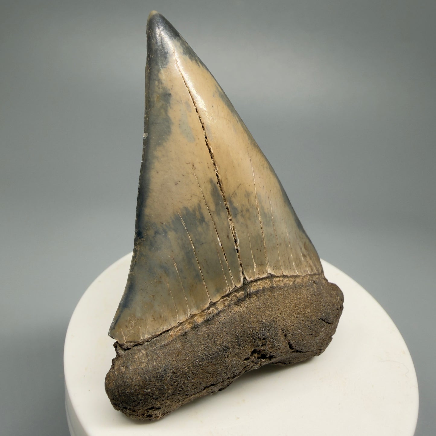 Large 2.84" Fossil Extinct Mako - Isurus hastalis Shark Tooth from Southeast USA M592 - Front Left
