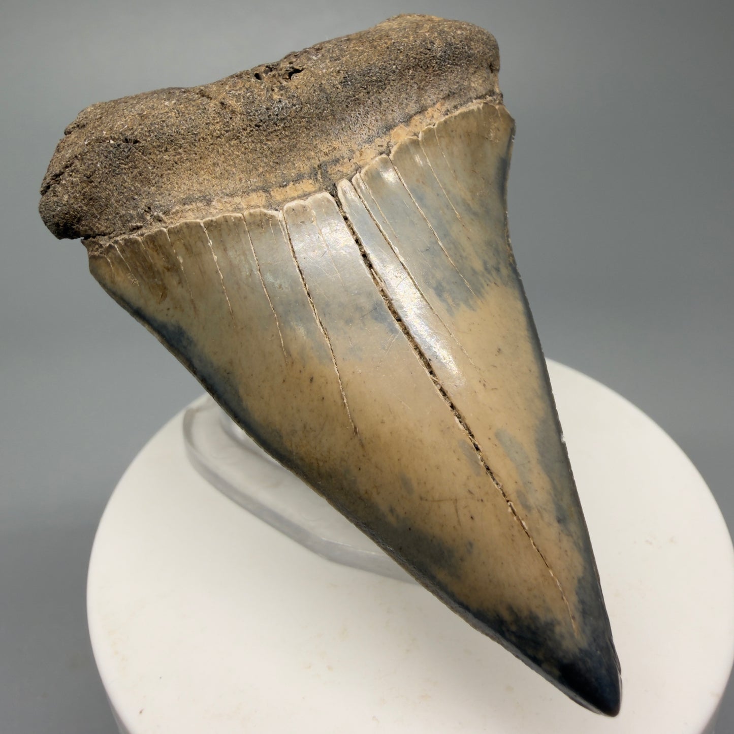 Large 2.84" Fossil Extinct Mako - Isurus hastalis Shark Tooth from Southeast USA M592 - Front Left 1