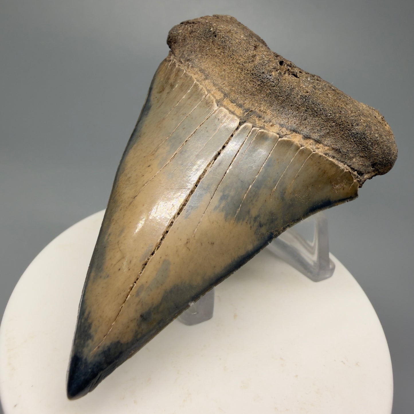 Large 2.84" Fossil Extinct Mako - Isurus hastalis Shark Tooth from Southeast USA M592 - Front Right 1