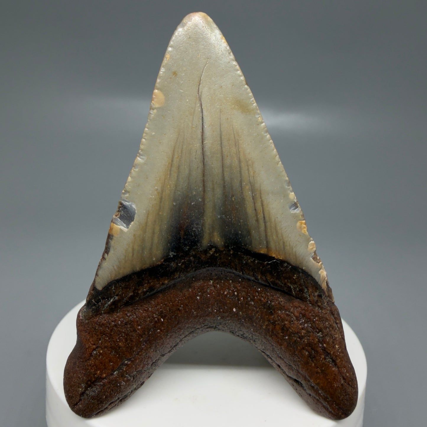 Back View Colorful 2.87" Fossil Megalodon Tooth - Authentic Carcharocles megalodon Fossil from North Carolina CM6186