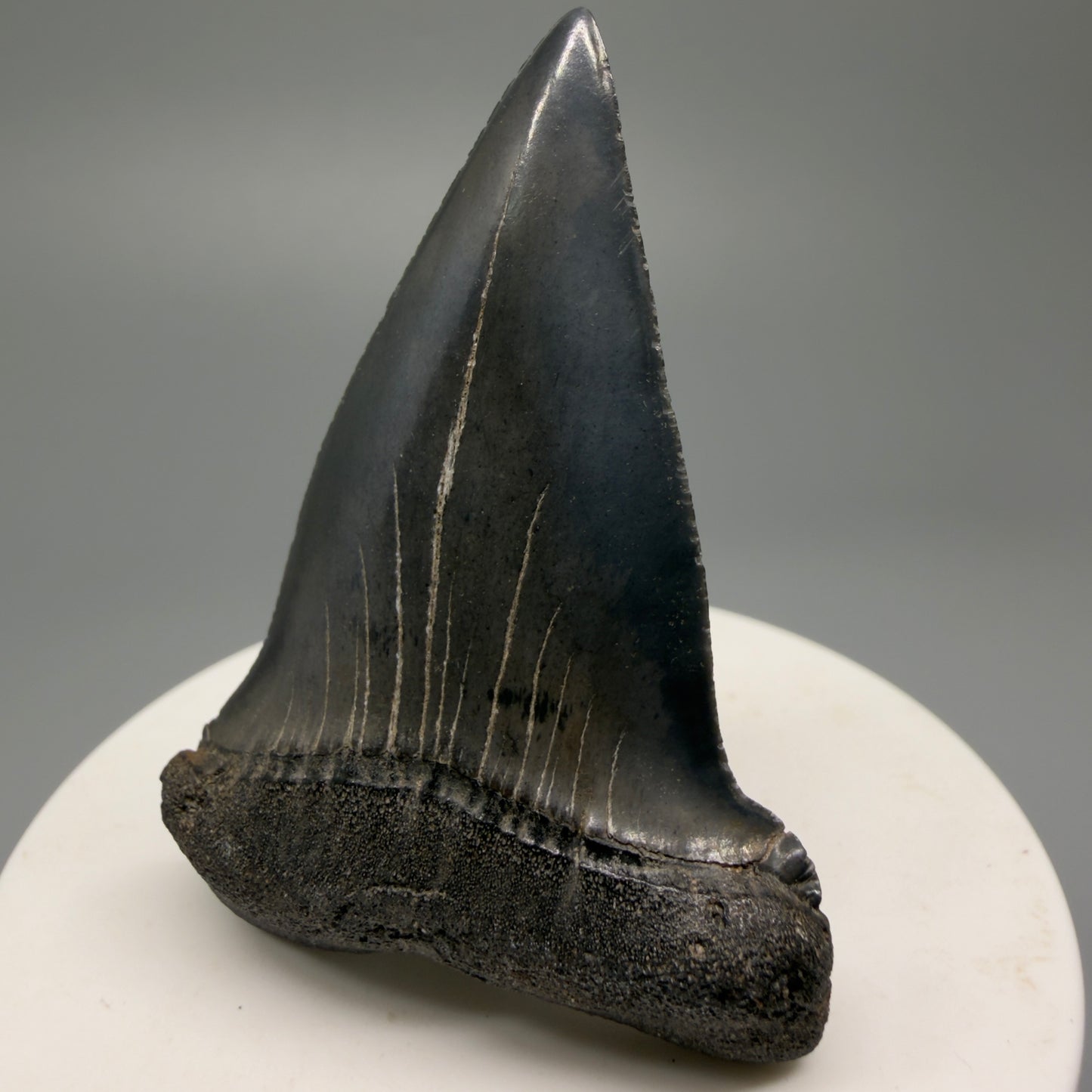 Colorful 2.32" Fossil Extinct Mako - Isurus hastalis Shark Tooth from South Carolina