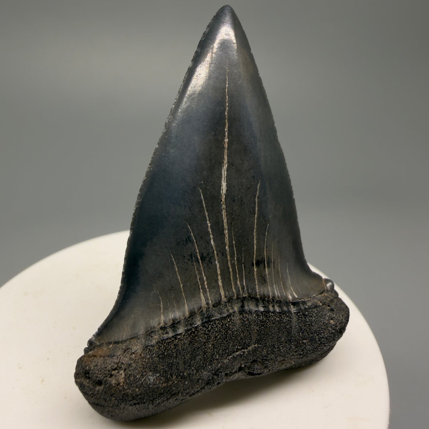 Colorful 2.32" Fossil Extinct Mako - Isurus hastalis Shark Tooth from South Carolina