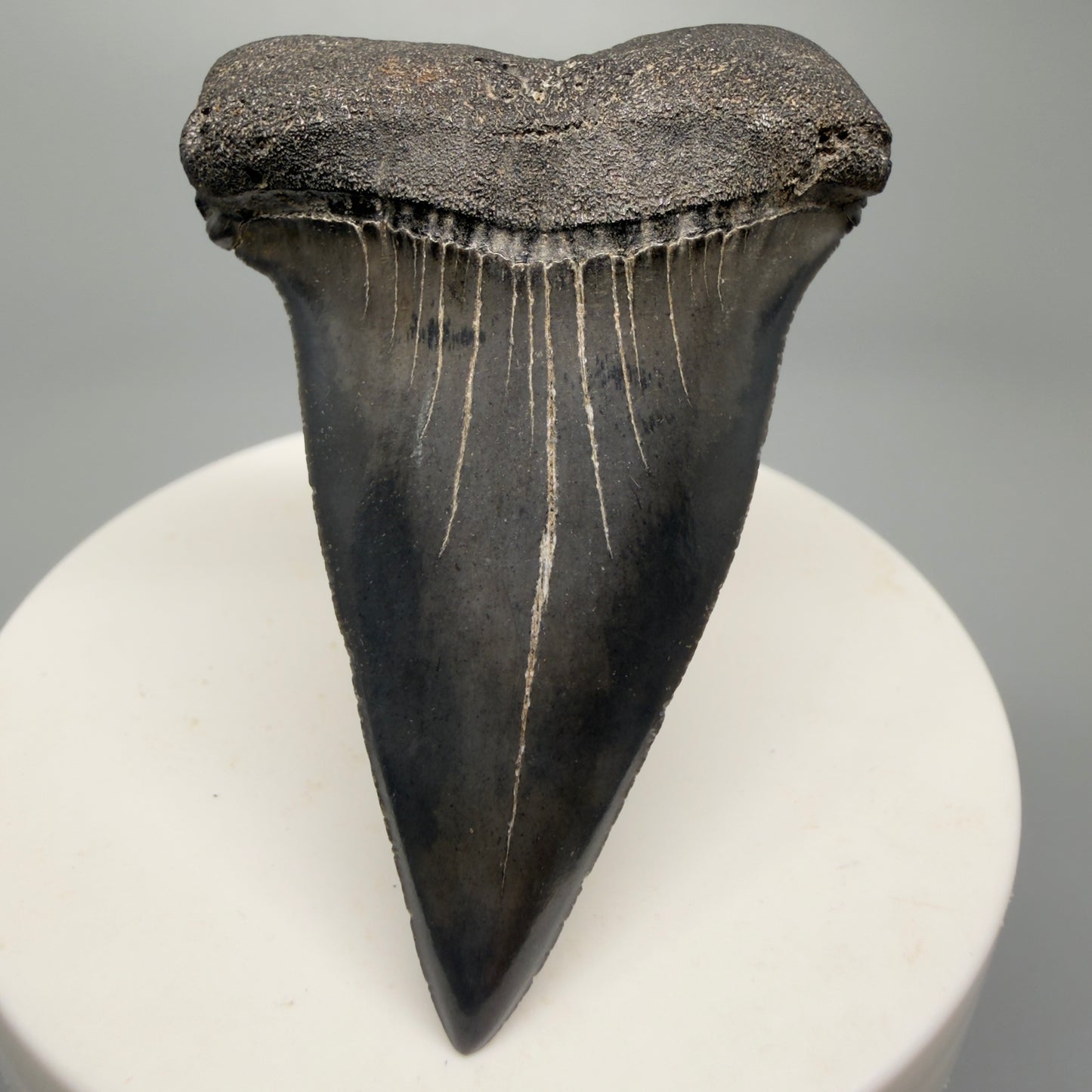 Colorful 2.32" Fossil Extinct Mako - Isurus hastalis Shark Tooth from South Carolina