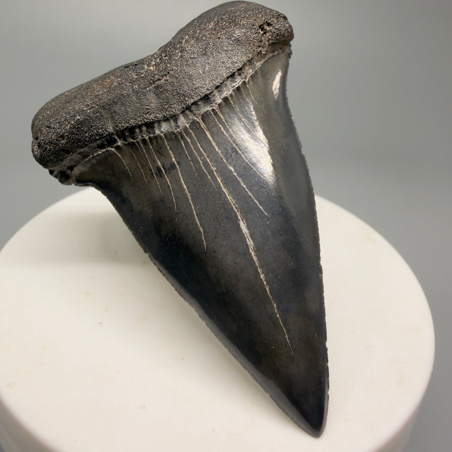 Colorful 2.32" Fossil Extinct Mako - Isurus hastalis Shark Tooth from South Carolina