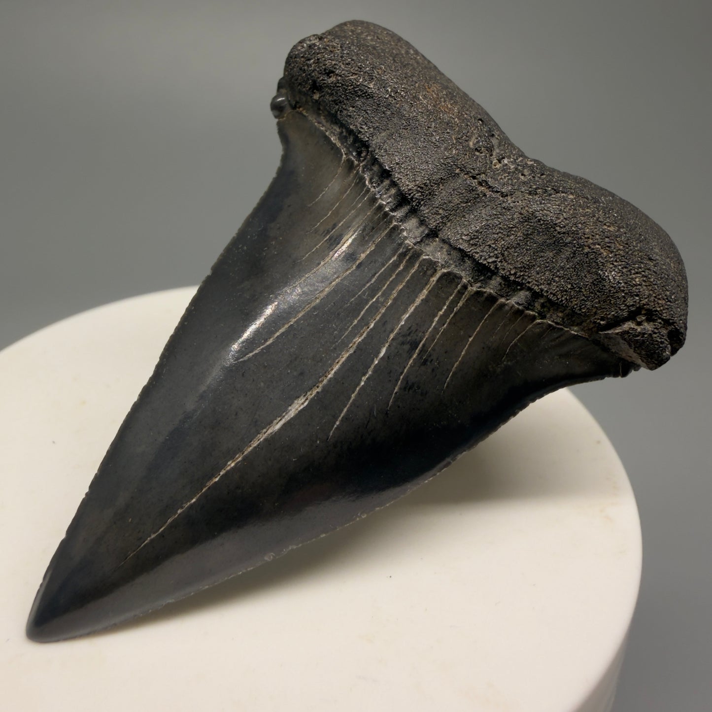 Colorful 2.32" Fossil Extinct Mako - Isurus hastalis Shark Tooth from South Carolina