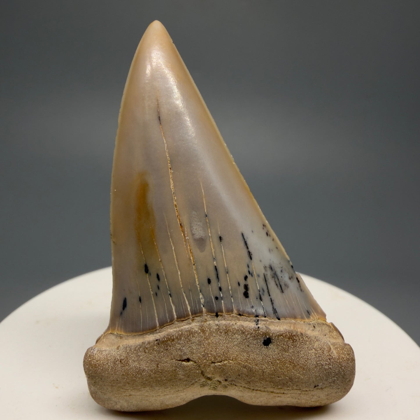 Beautiful colors and prints 2.15" Fossil Extinct Mako - Isurus hastalis Shark Tooth - Bakersfield, CA M589 - Front 1